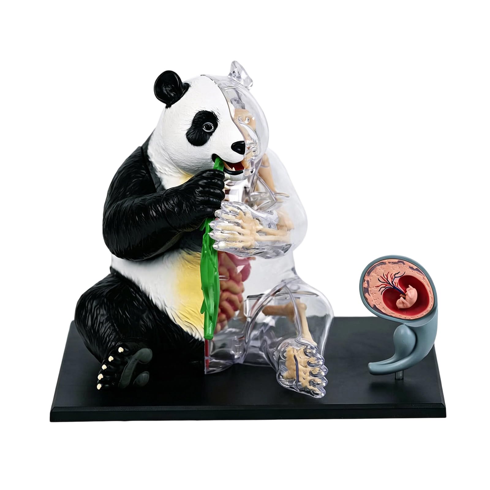 Panda - Modellino di organo coinvolgente, struttura corporea, modello di dissezione per gioco educativo e sviluppo degli studenti, giocattolo scientifico per bambini