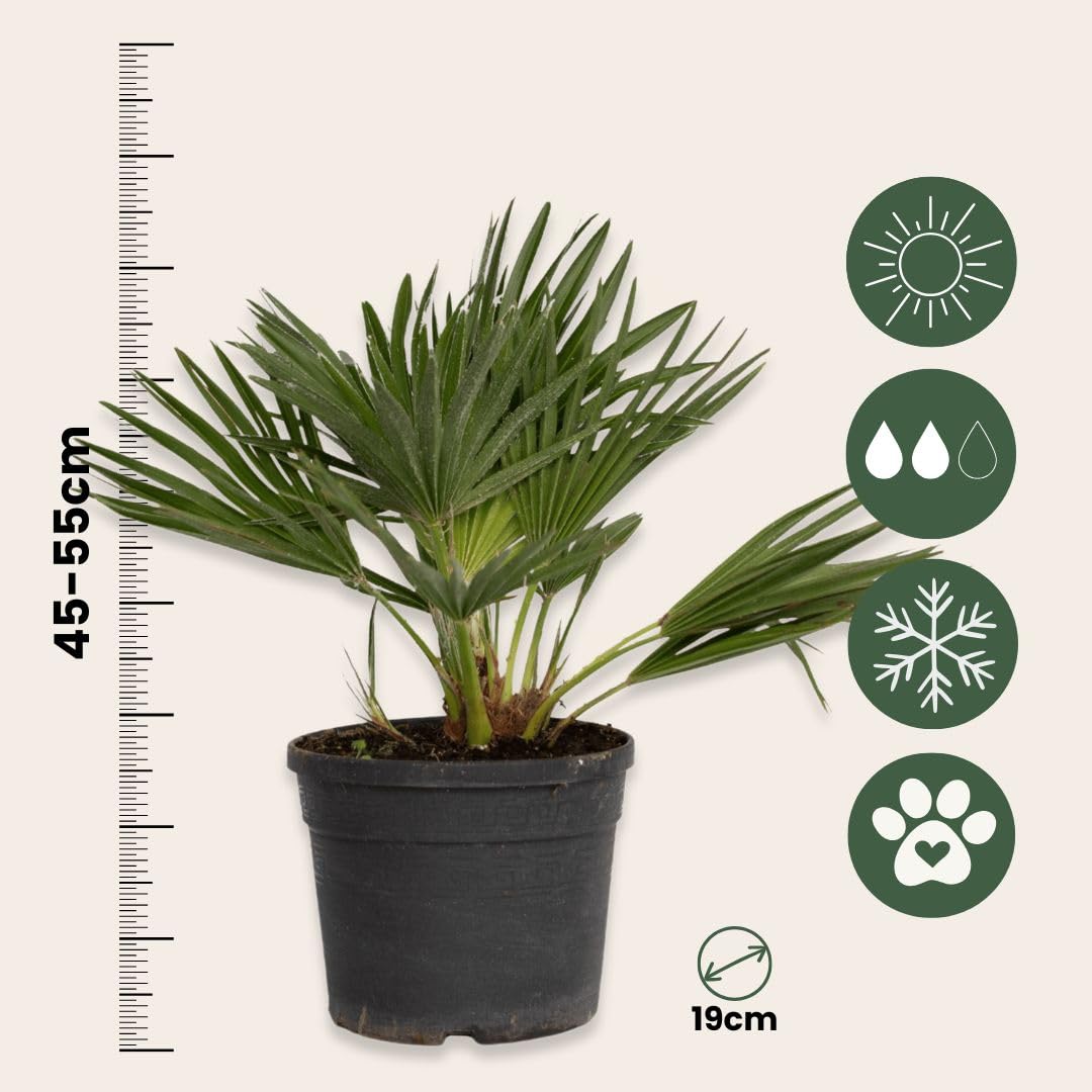 Plant in a Box - Chamaerops 'Vulcano' - 2er Set - Mediterrane Zwergpalme - Winterhart - Topf 19cm - Höhe 35-45cm - Kompakte palme