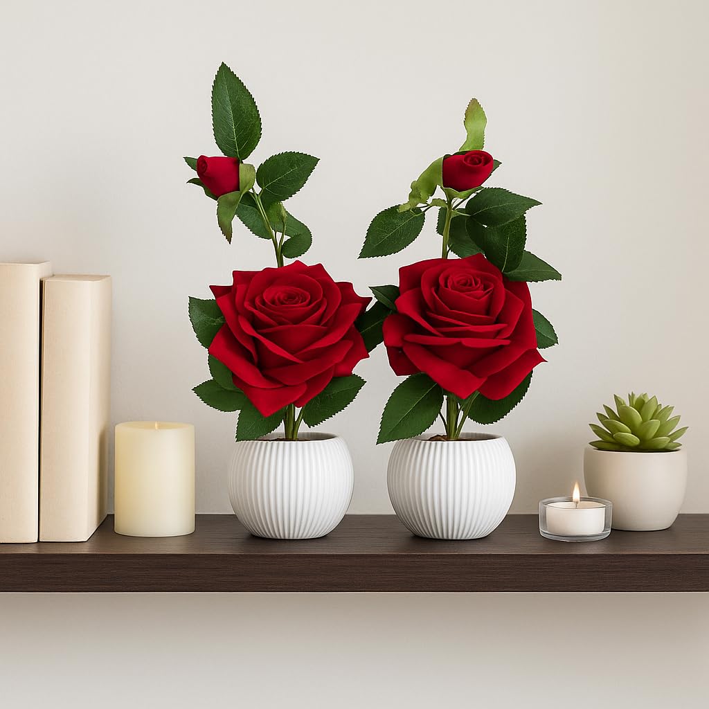 - Artificial Red Rose Flower Plants with White Pot Pack of 2 Decorative Faux Plant for Home, Office, Tabletop, Living Room & Bedroom Décor Long-Lasting, Maintenance-Free Indoor Decoration