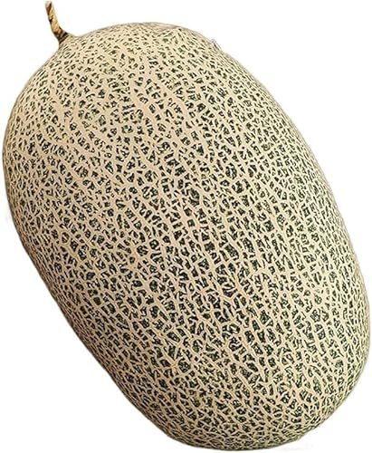 Zorimu�a�@�E�{�ݗp���[�I�E���b�J�[F �T�C�Y �L�E�C���^�t���[�c�ʂ������ �����A�� 3D �ʕ������� ���������_�炩�����Q/�D�w�� �q���a�����M�t�g�����Y���Q�܂���