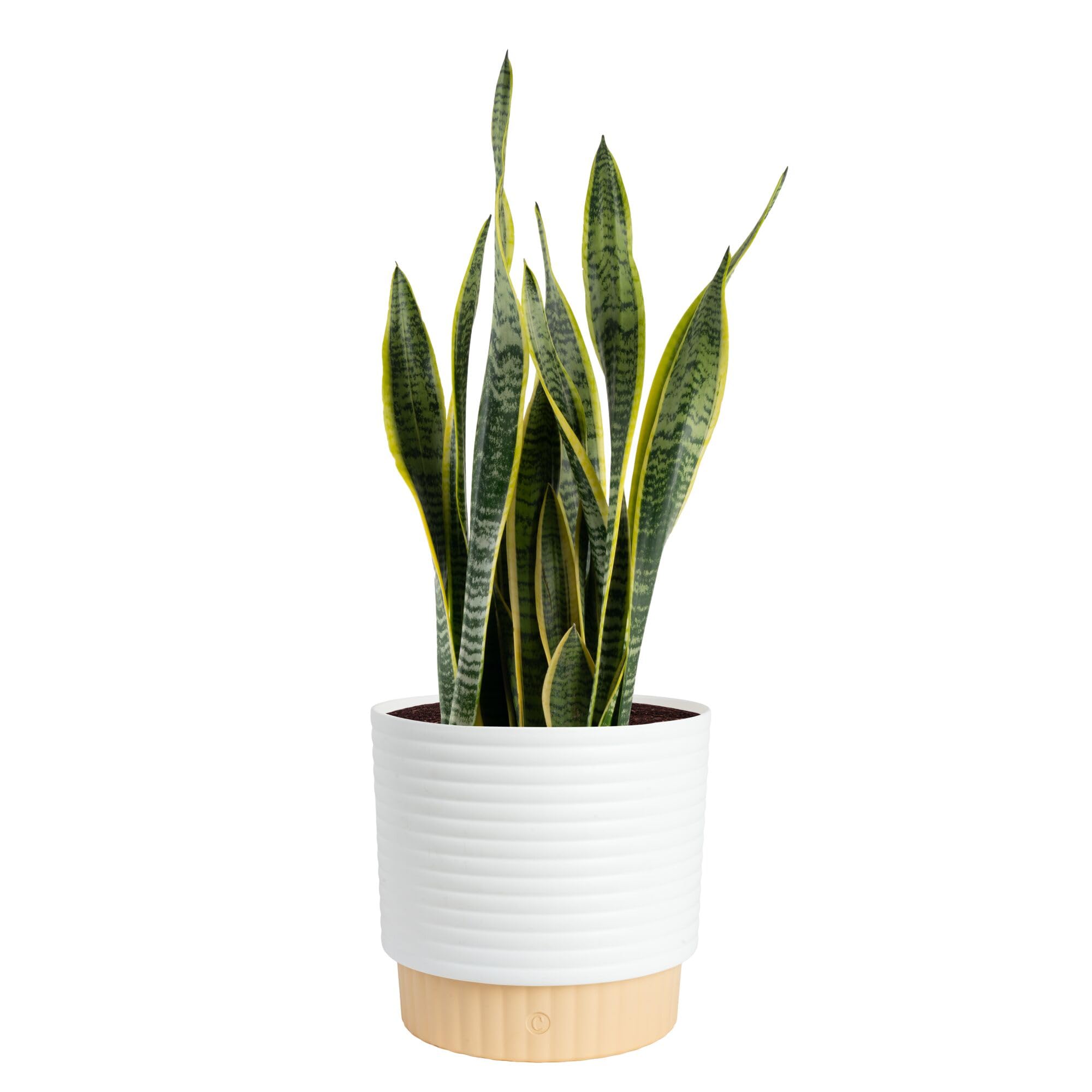 Costa Farms Snake Plant
