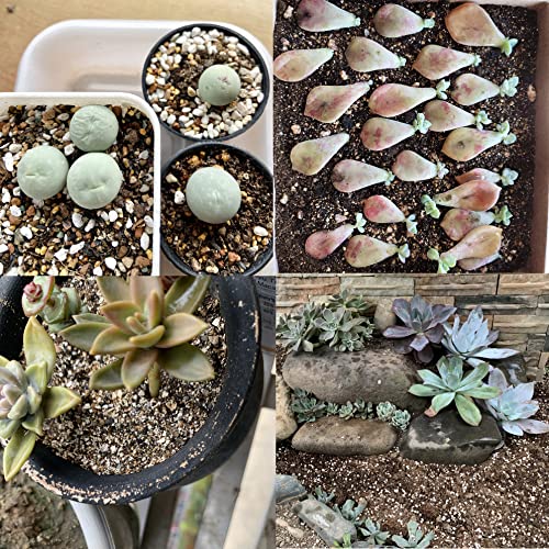 25QT Organic Perlite Horticultural Soil Amendment for Plants and Enhanced Drainage Enhanced - Thumbnail 5