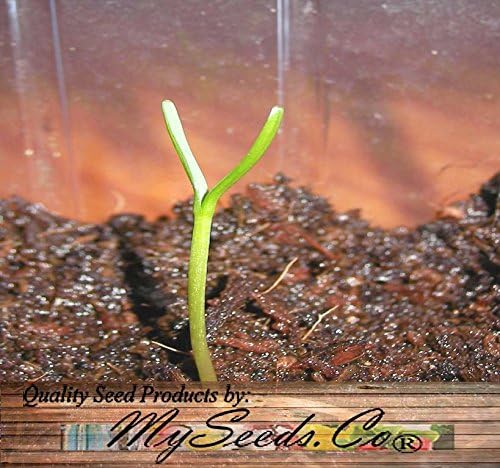 Miniatura 5 de MySeeds.Co - BIG PACK Seeds Big Pack Landscape Seeds - Semillas de árbol de secoya de California - Sequoia sempervirens por MySeeds.Co (paquete