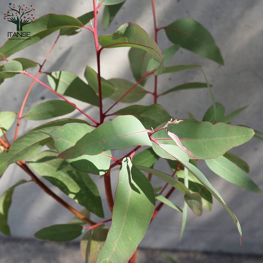 ユーカリ科さま専用 ユーカリ科さま専用 ユーカリ 『パルプラ』 | すべての商品