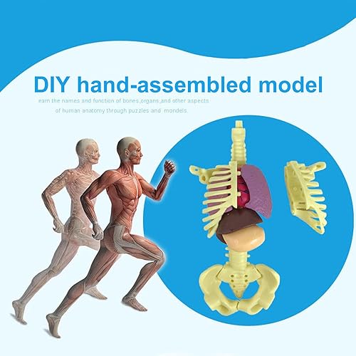 Miniatura 2 de Modelo de anatomía de cuerpo humano para niños, cuerpo humano esponjoso extraíble interactivo para niños de 8 a 12 años, modelo de cuerpo humano