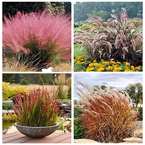 400Stück ziergras samen winterhart mehrjährig mix Seltene Pflanzen serie...