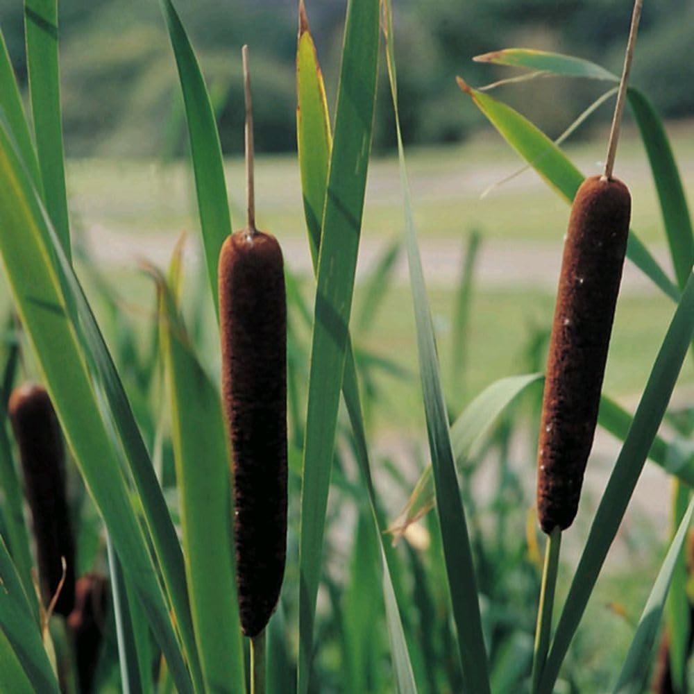 Typha Angustifolia Lesser Bulrush Hardy Native Aquatic Perennial Marginal Pond Plant Chocolate Brown Seed Heads Wildlife Friendly Wetland Planting 3X 9cm pots by Thompson and Morgan