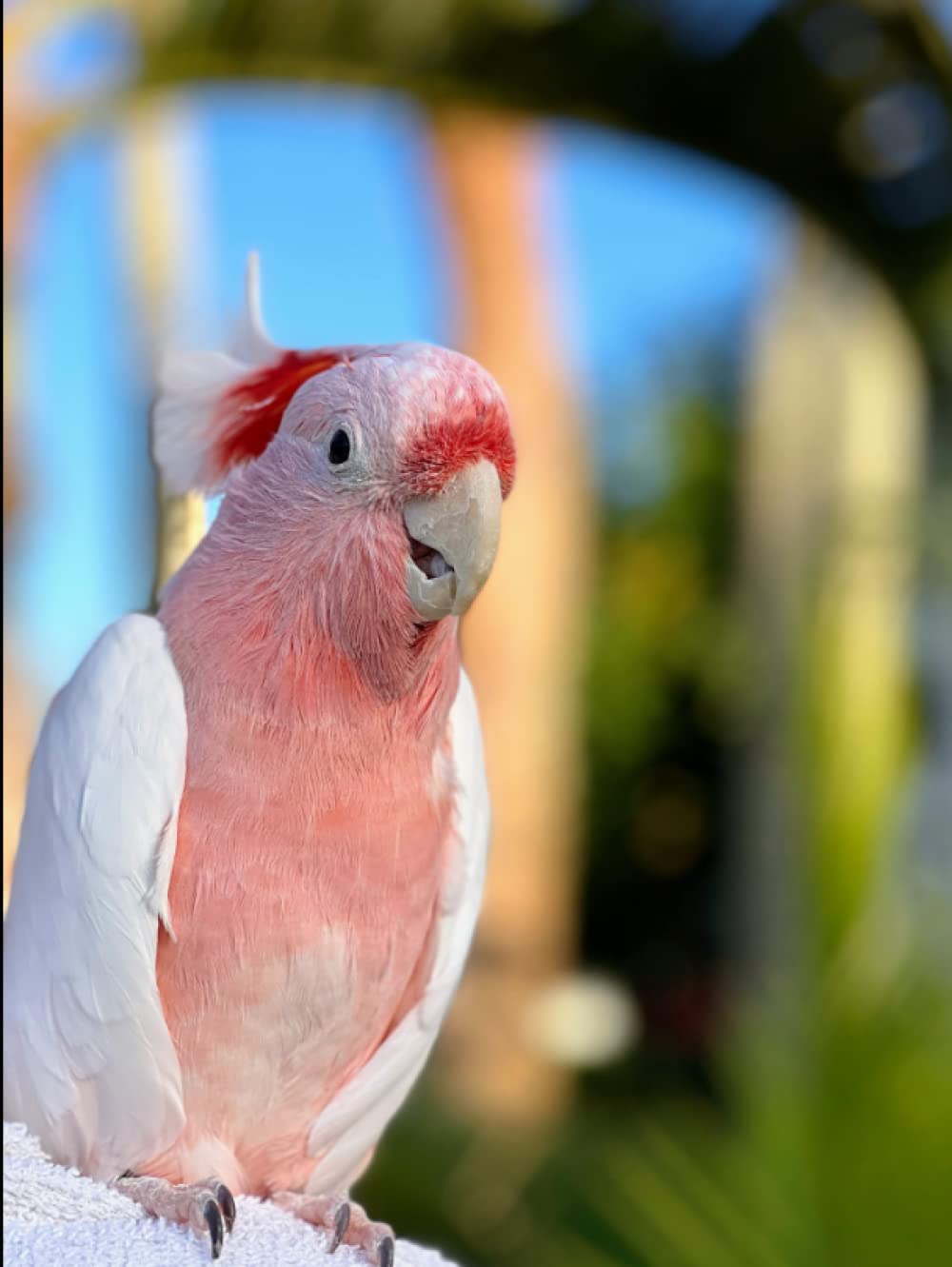 Feathered Splendor: The World of 40 Magnificent Parrot Species      Hardcover – May 29, 2023