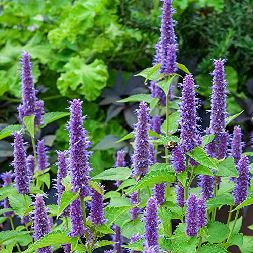 1000 Purple Lavender Hyssop Agastache Foeniculum Seeds Mint Fragrant #TOP20