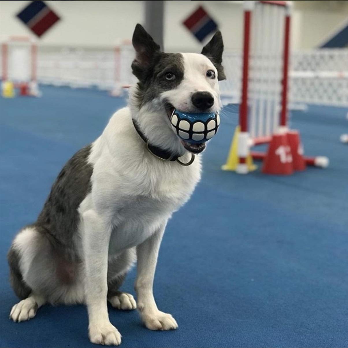 Pelotas de perro Dawg Grillz Juguetes – Chirriantes para perros grandes y medianos