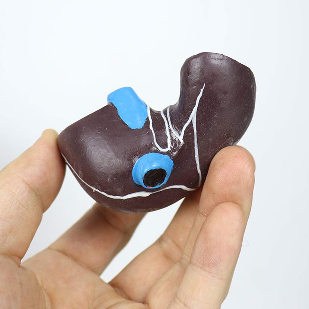 Modello anatomico di Torso Umano -45 cm Modello di Torso Maschile Modello di apparato digerente Staccabile con Copertura Toracica - per Modello didattico con Display da Studio
