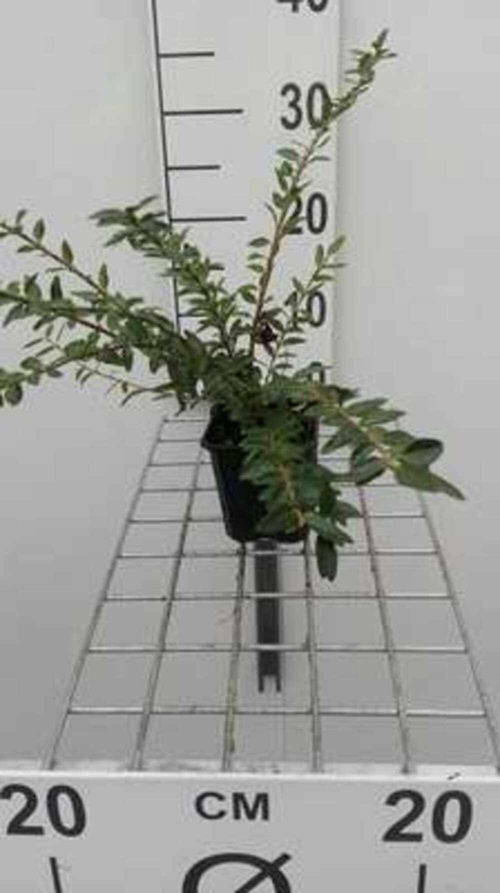 12 x Lonicera pileata - Wiciokrzew - doniczka 9x9 cm
