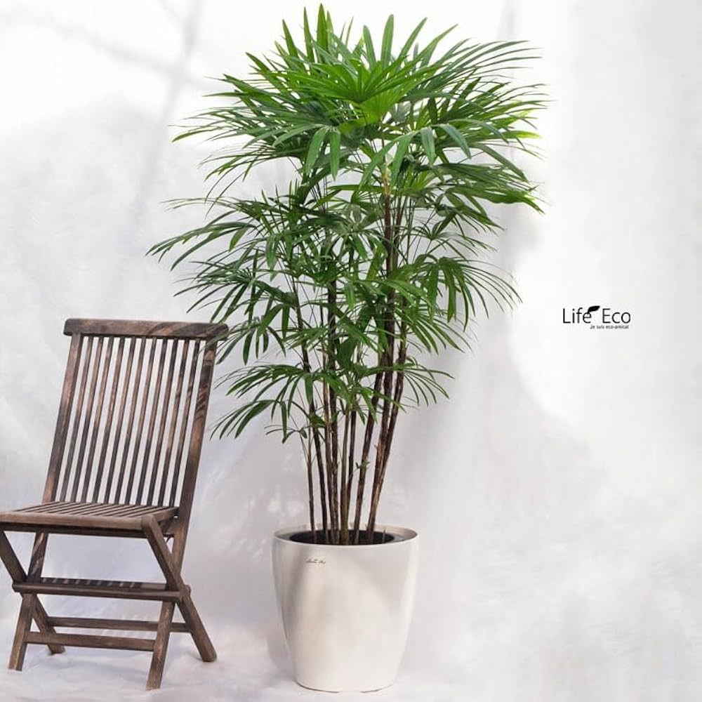 No.69 シュロチク 棕櫚竹 H90 No.69 シュロチク 棕櫚竹 H90 No.69