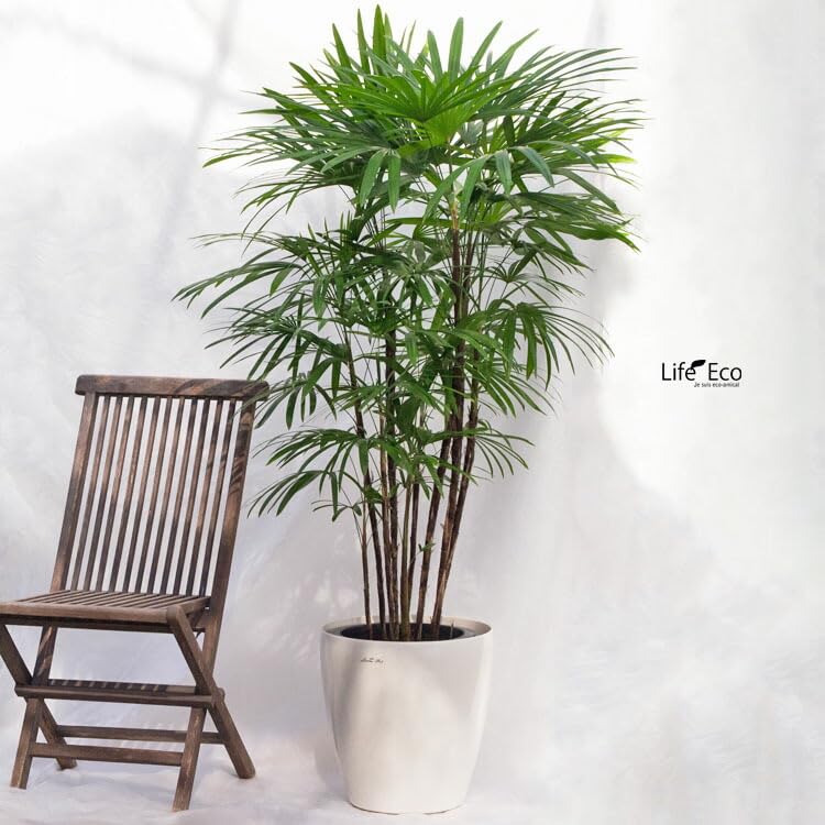 Amazon｜Life-Eco シュロチク（棕櫚竹）大型 10寸・約W110×H150