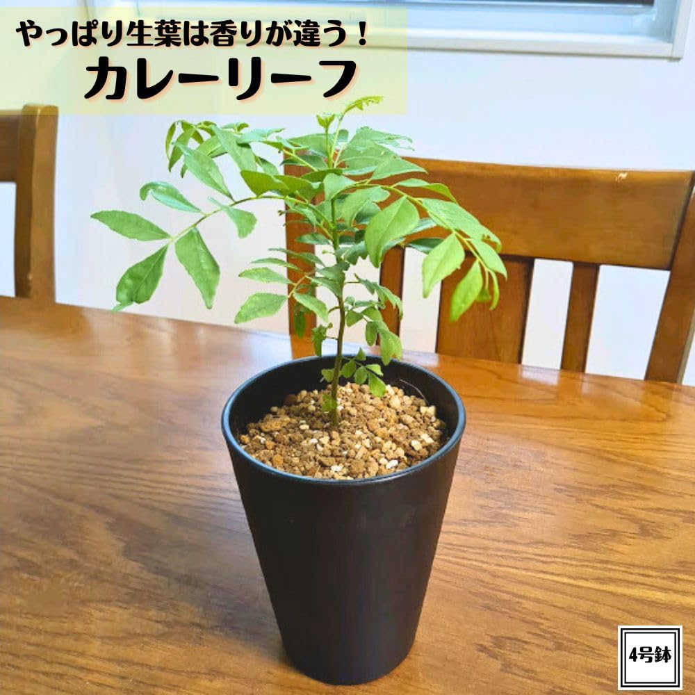 Amazon.co.jp: カレーリーフの木（カレーの木） スパイスハーブ