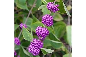 Beautyberry Live Plant - Embrace Vibrant Amethyst Clusters