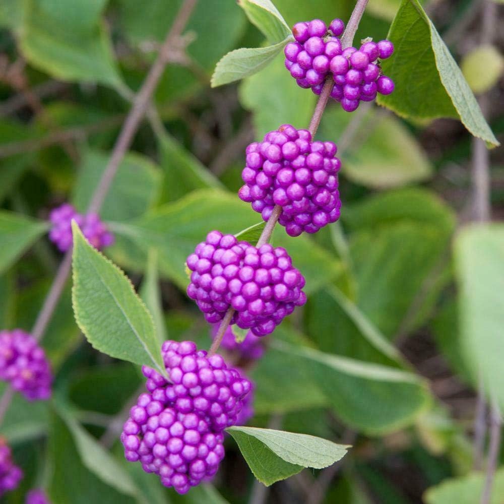 American Beauty Berry Shrub/Bush - Quart Pot - 6-12 Tall Live Plant