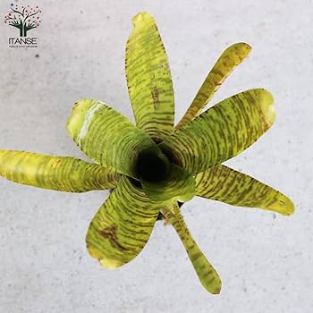 さぎこう さま専用Neoregelia Bold Zebraなど6点 送料無料】Neoregelia 'Bold Zebra'〔ネオレゲリア〕現品発送