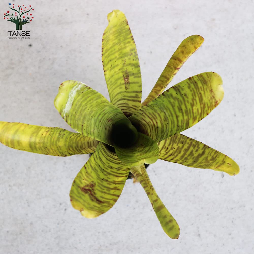 さぎこう さま専用Neoregelia Bold Zebraなど6点 さぎこう さま専用Neoregelia Bold Zebraなど6点