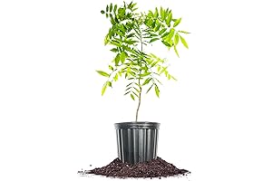 Amethyst Falls Wisteria Vine