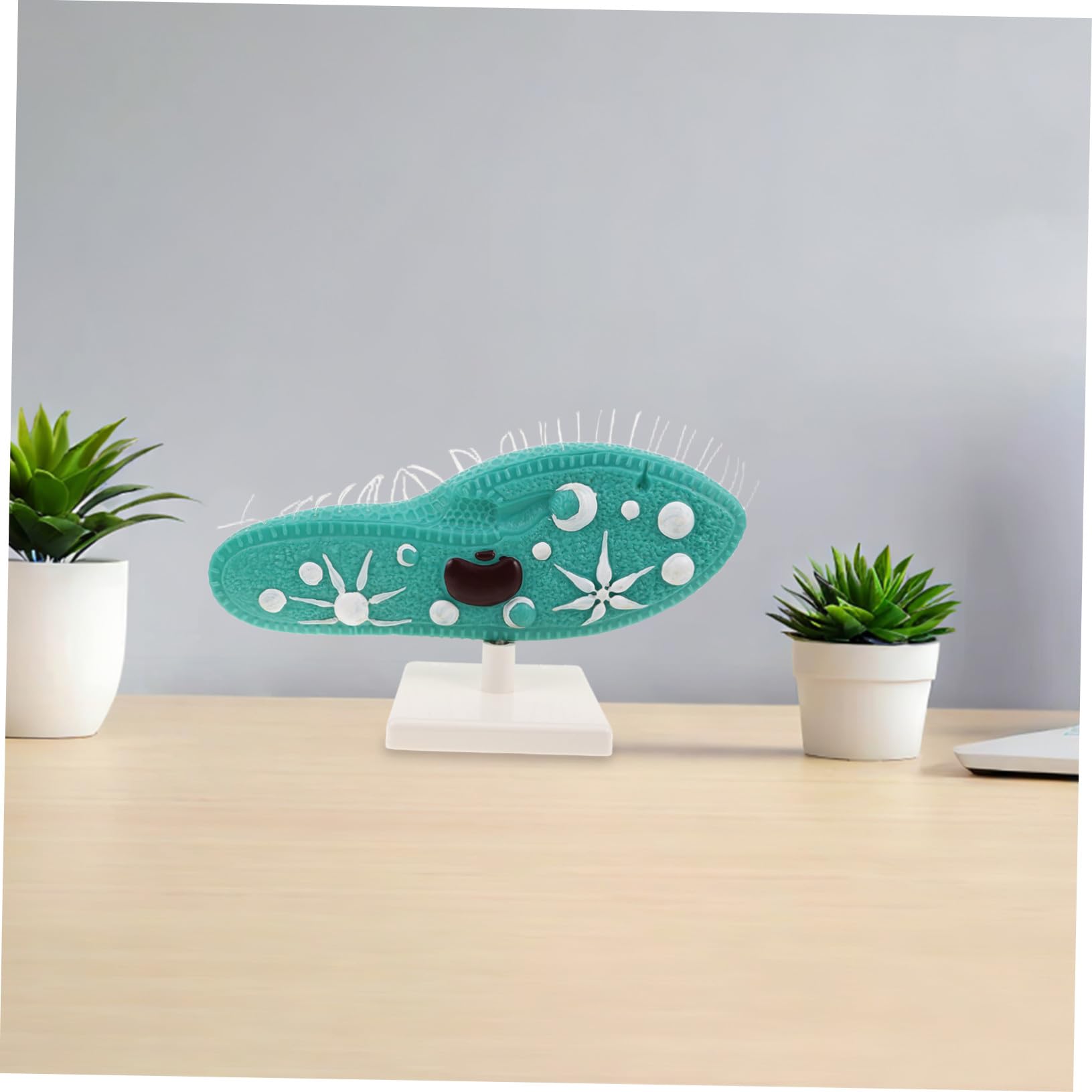 Biologie Unterrichtshilfe Protozoenmodell mit Stabilem PVC Standfuß und Detailliertem Ziliendesign für Biologieunterricht in Mittelstufe