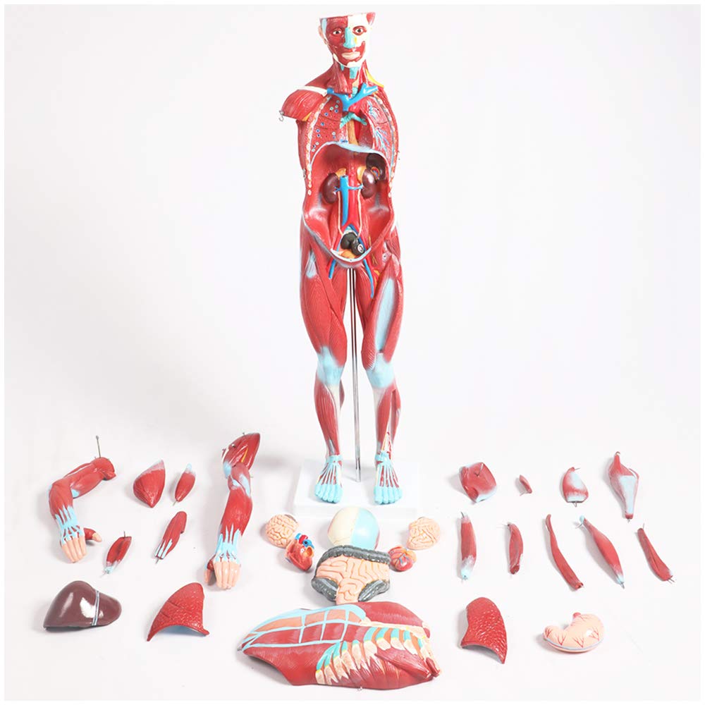 Sjdopulse Torso Anatomical Model - Torso Model With Detachable 27 Parts - Human Muscle Anatomy Model - Medical Anatomical Torso Model - For Medical Educational Training Aid