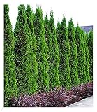 BALDUR-Garten Lebensbaum-Hecke 'Smaragd', 50 Pflanzen Thuja occidentalis Smaragd, winterhart