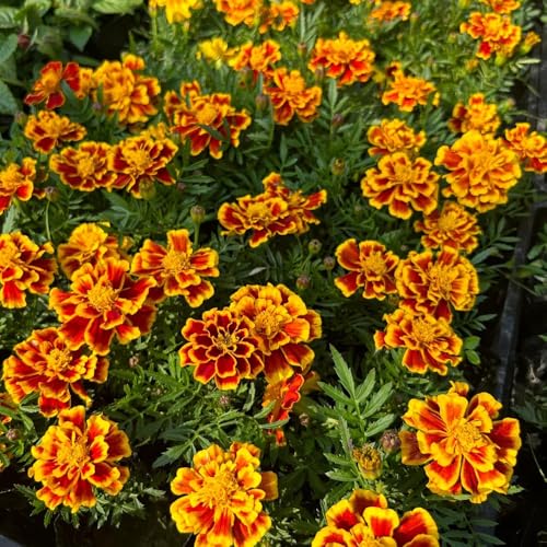 Semi di tagete biologici, Tagete patula, balcone regali per gli amanti del giardino di esotiche 550pcs