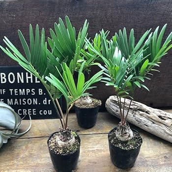 Amazon｜フロリダーナ ザミア 高価な塊根植物 観葉植物 インテリア