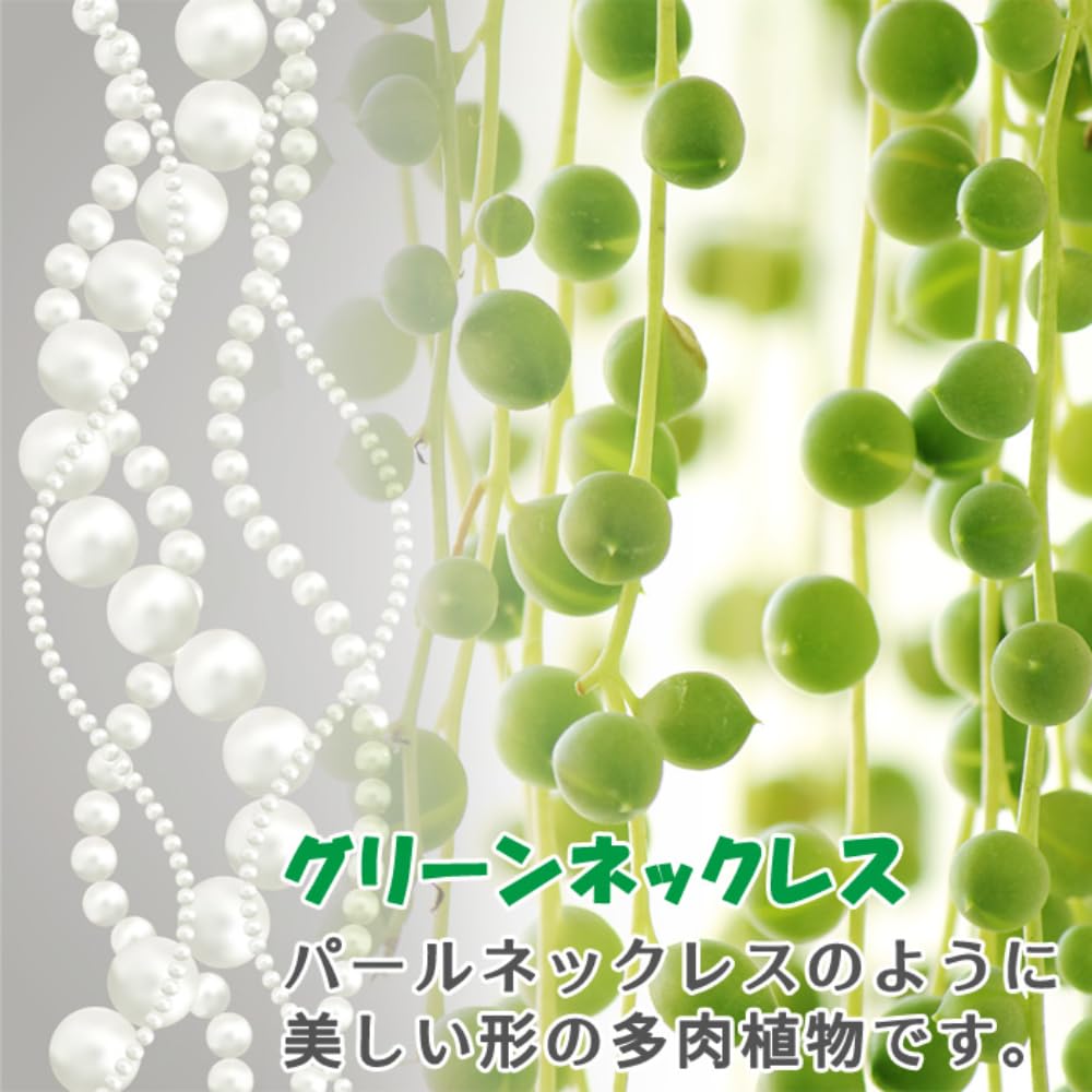 Amazon｜[World Fantasy Garden] 苗 多肉植物 グリーンネックレス 1鉢