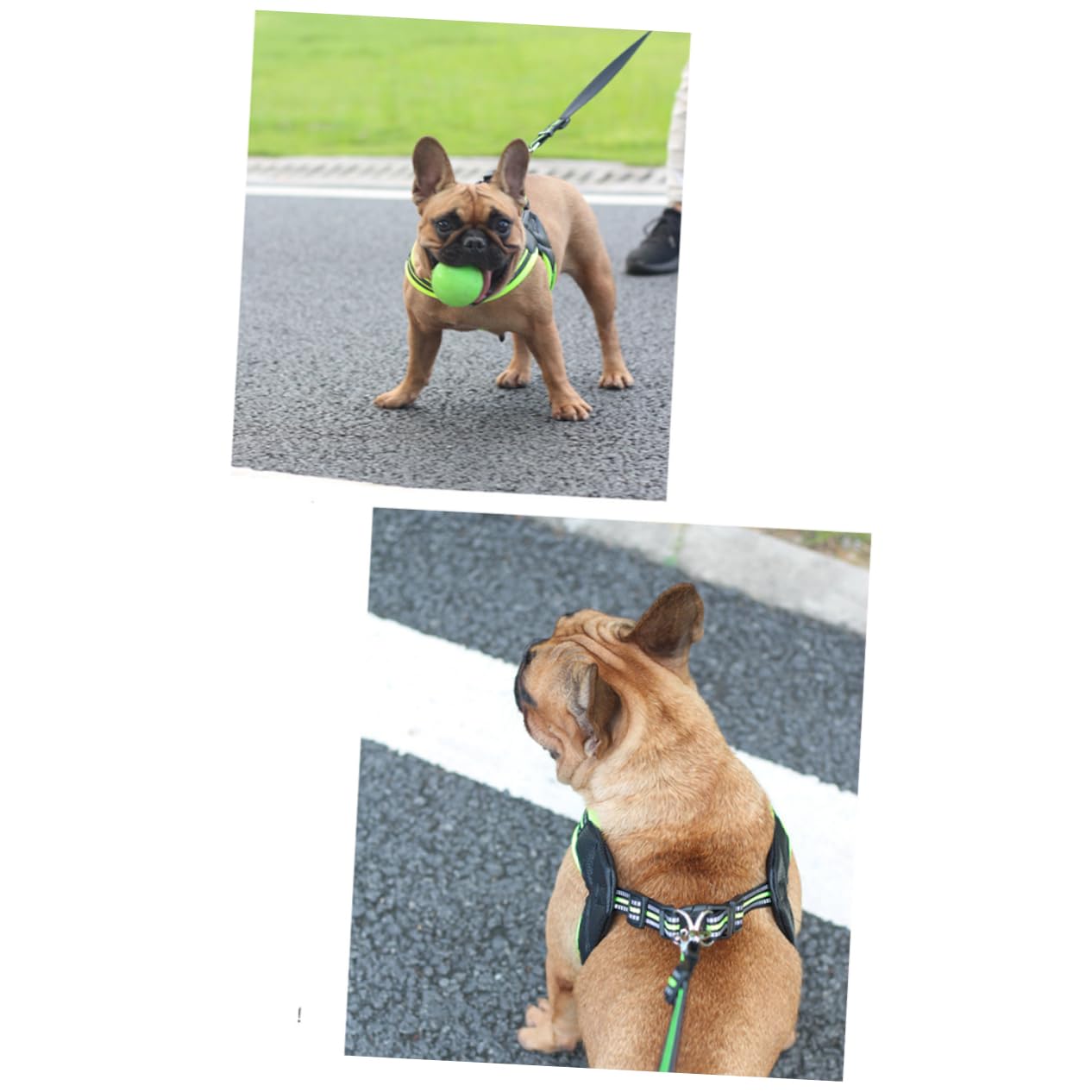 Imbracatura Riflettente e Traspirante per Cani Regolazione Pet Harness Set per Passeggiate Quotidiane