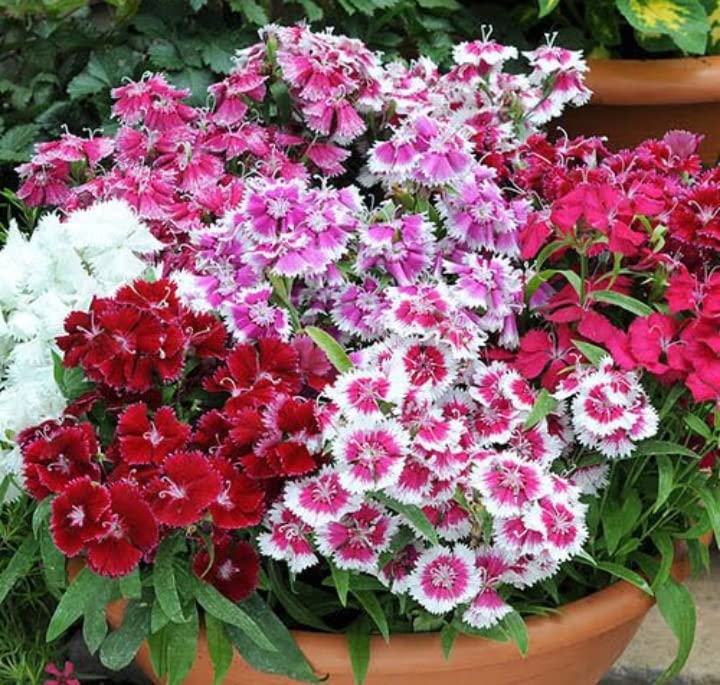 Golden Hills Farm Dianthus Flower Plant Seeds |Dianthus Mixed Color Seeds | Dianthus Flower Plant 100-1003 seeds (B0BQN2D8NJ) Amazon Price History, Amazon Price Tracker