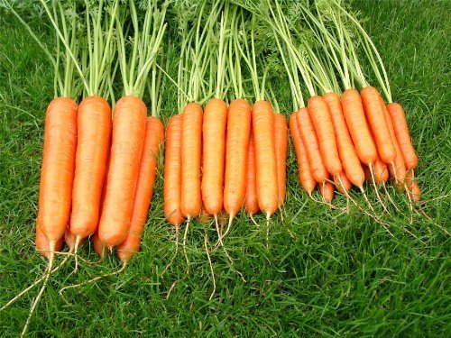 Pack Kings Vegetable Seed Carrot Sweet Candle F1 Quality Garden Seeds