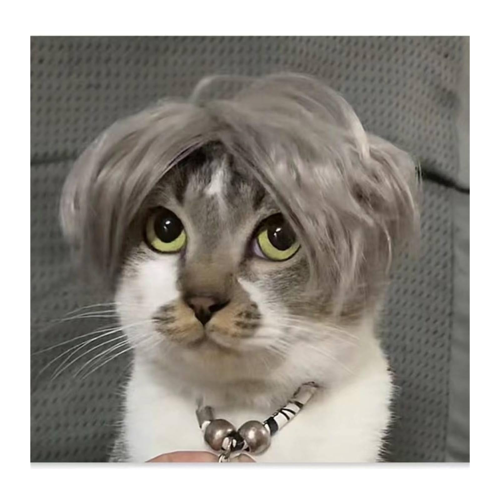 Amazon.co.jp: ペットの毛のコスチューム ペットウィッグ、アフロ