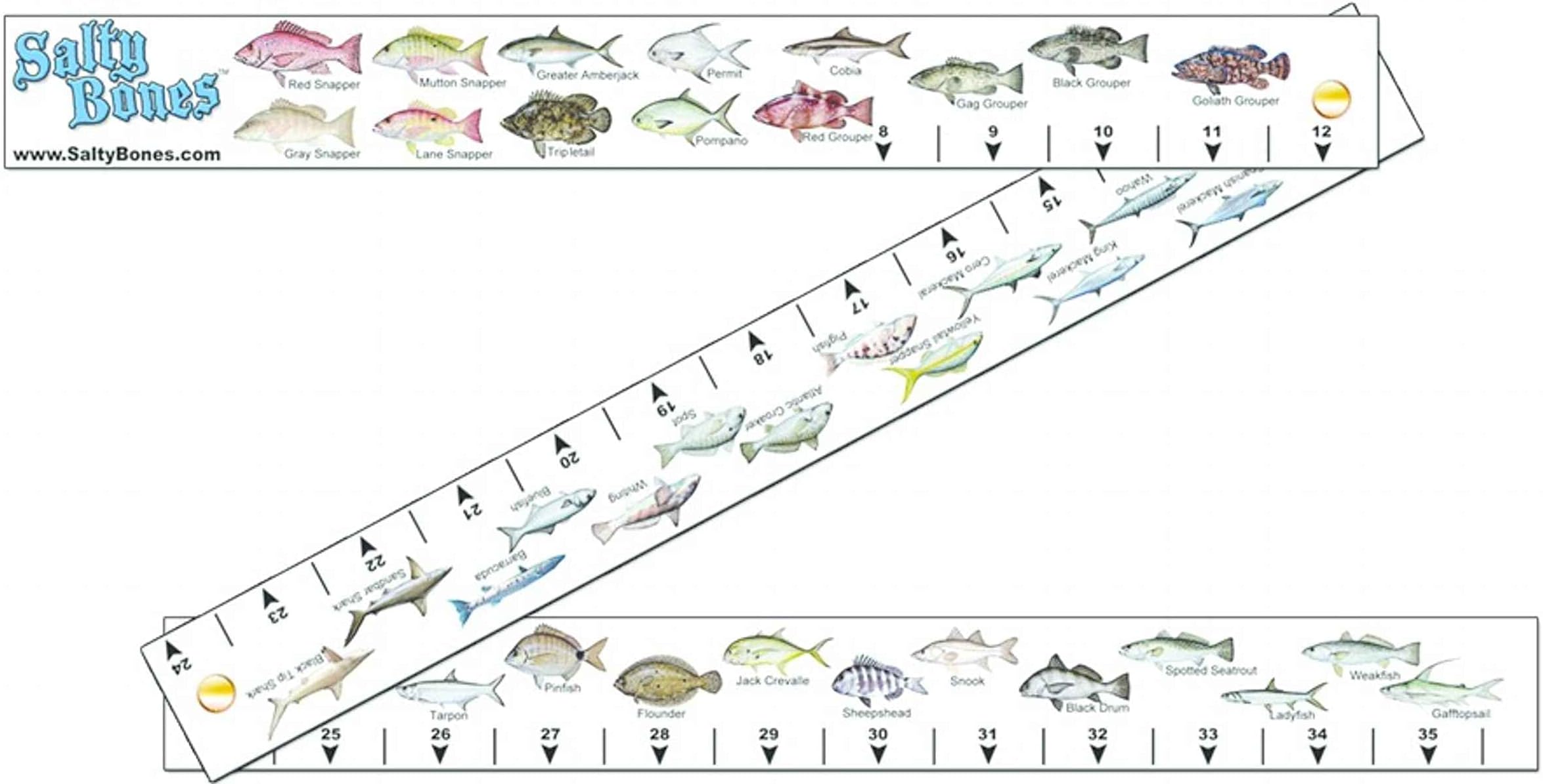 Salty Bones FS98 Ruler Folding Fish Stick w/o Rules (NoLaw)
