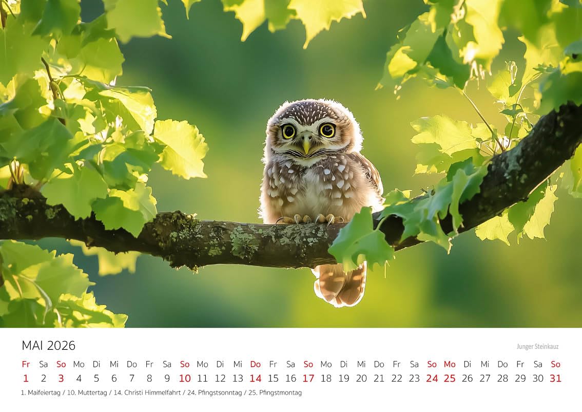 Calendario 2026 Da Parete Con Gufi Medievali Fantasy: Organizzati Con Stile!