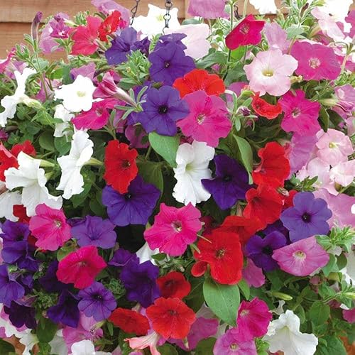 Miniatura 4 de 500+ Semillas Petunia Unicum Rainbow Cascade - Mezcla de flores