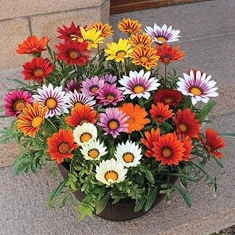 Gazania Mixed Flower Seeds F1 Hybrid Seeds Especially For Summer Season (54+ Seeds in Packet)