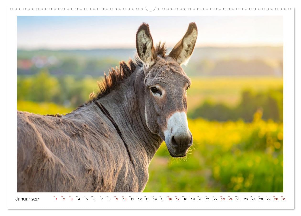 Kleine und große Eselein (Wandkalender 2027 DIN A2 quer), CALVENDO Monatskalender: Weiche Ohren, sanfte Seelen, lustige Stimmung - so sind Esel (CALVENDO Tiere)