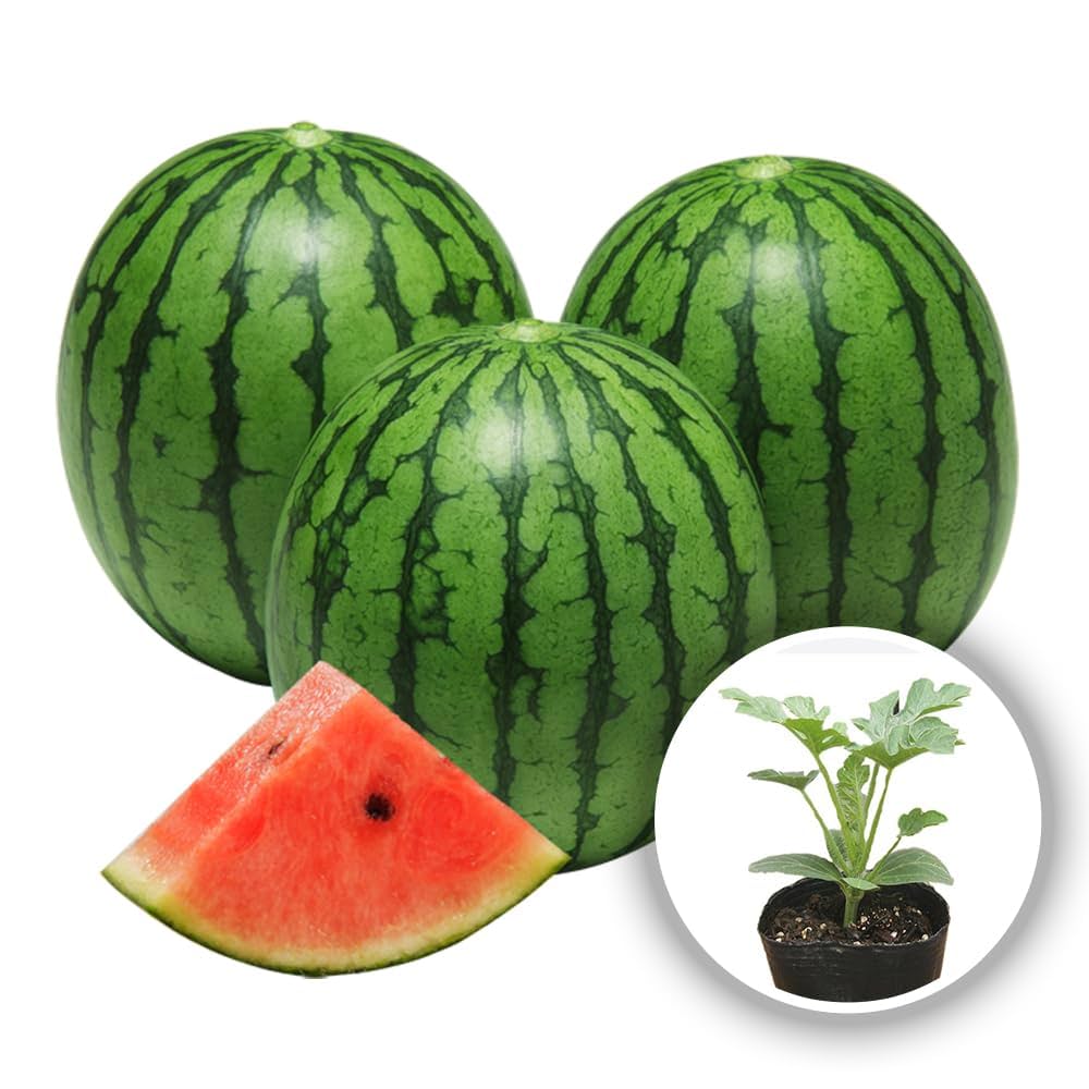 Amazon.co.jp: ITANSE 赤小玉スイカ ひとりじめ7【野菜苗