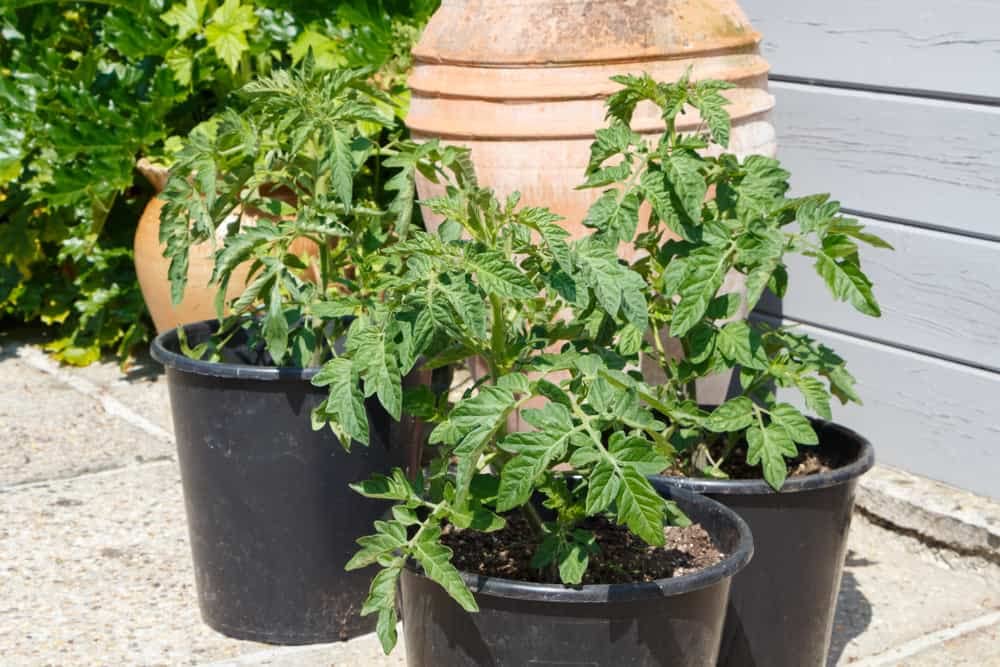 PlantaZee Hybrid Indian Climbing Fresh Tomato Home Plants (B0B1V2MBTH) Amazon Price History, Amazon Price Tracker