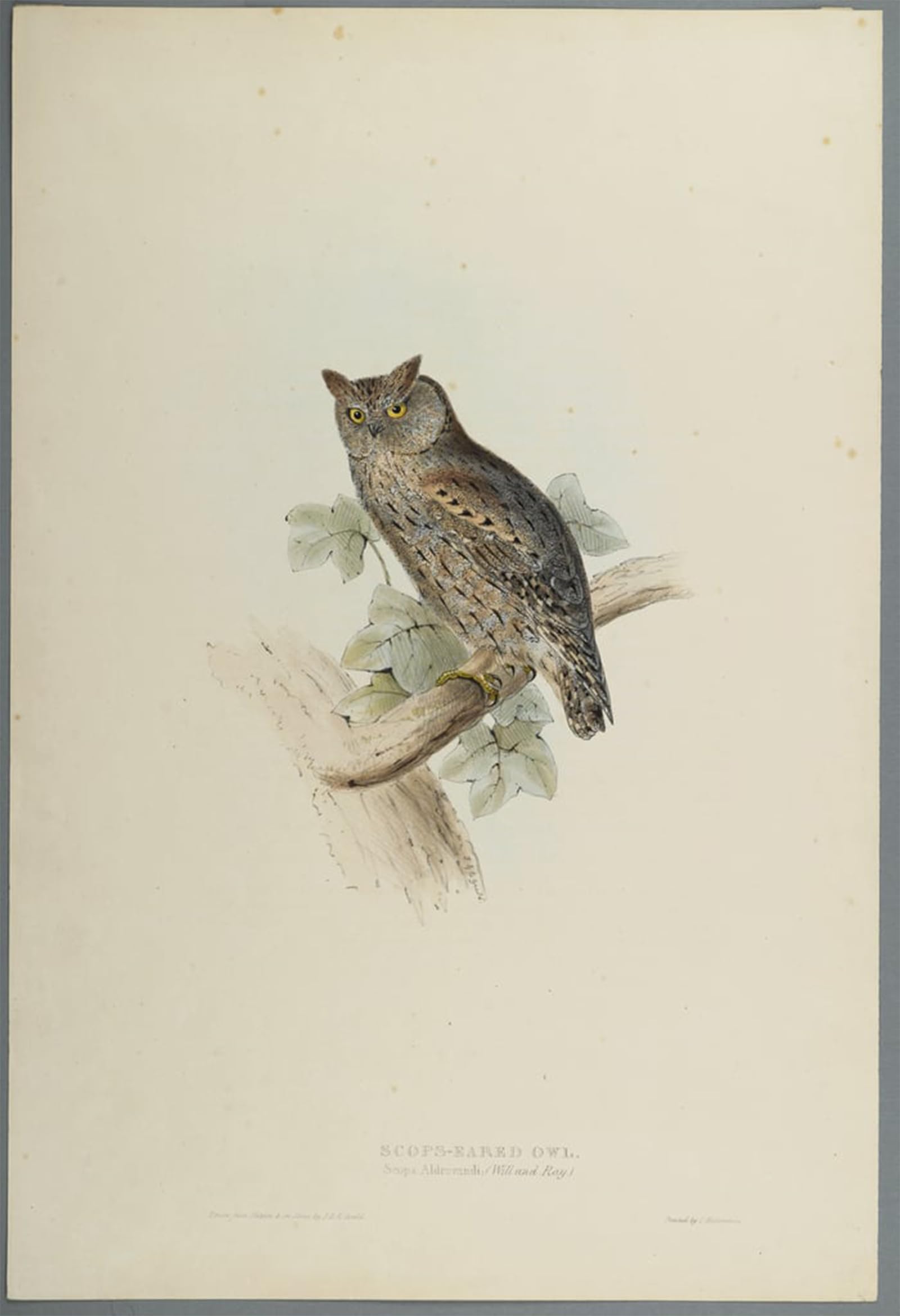 SERENDIPITP Vintage Wall Art Canvas Nordic Poster Canvas Print Picture Animal Bird Scops Aldrovandi Scops Eared Owl by John Gould Wall Art Poster for Home Decor 60x90cm