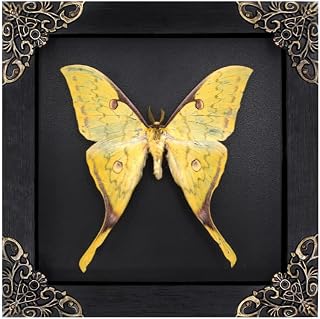 Butterfly Framed Decoration Handmade Taxidermy Butterfly Shadow Box Collection Framed Butterfly Taxidermy for Gothic Home Decor