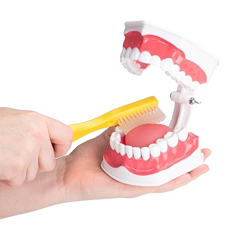 Miniatura 4 de Practicon Modelo de higiene dental con lengua móvil, modelo de dientes de demostración de tamaño real 2X, para enseñar a cepillar, usar hilo dental