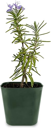 Miniatura 2 de My Shelfie - Planta de romero en maceta de 2 pulgadas, plantas aromáticas de romero vivas, plantas vivas de 2-3 pulgadas de altura, plantas de