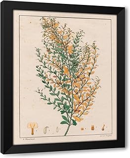 ArtDirect Ionidium Parviflorum (1824-1828) Custom Framed Art Print Giclee Print or Canvas Options with Various Sizes and Customization by Auguste de Saint-Hilaire