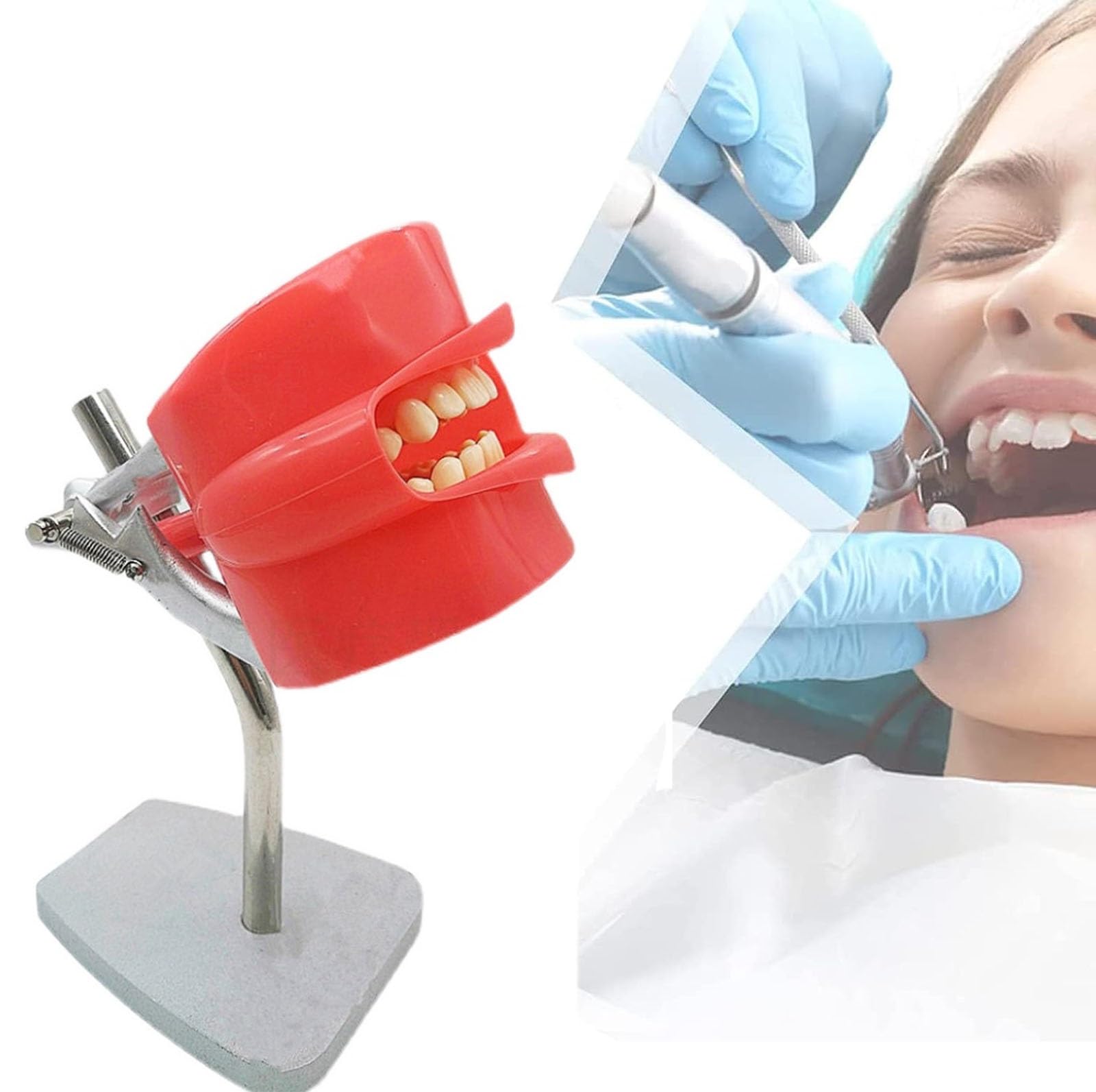 Model głowy fantomu dentystycznego, system symulatora dentystycznego z podstawą ze stali nierdzewnej, model zębów do montażu na ławce dla dentystów Nauczanie higieny jamy ustnej (Color : A)