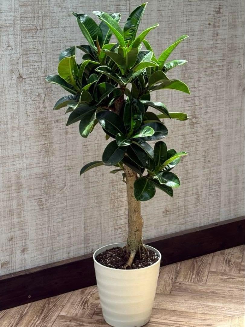 アロンソイ　ツルビニカルプス　国内実生　8.5センチ アロンソイ ツルビニカルプス 国内実生 8.5センチ サボテン