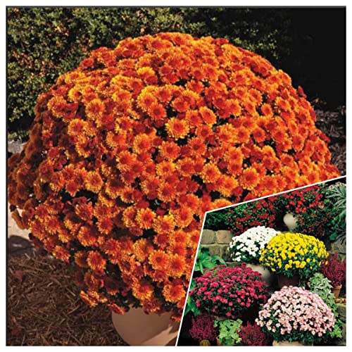 100-Mixed Live Flowering Hardy Chrysanthemum-Colorful #TOP7