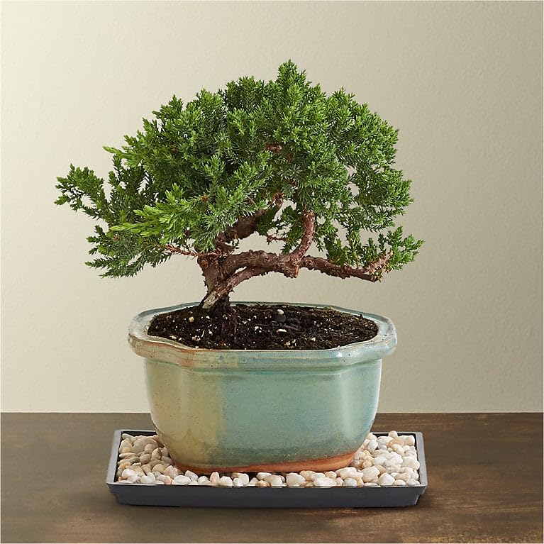 Bonsai banyan tree live plant big (Pack of 2 With pot) (B0CRB2N1HQ) Amazon Price History, Amazon Price Tracker